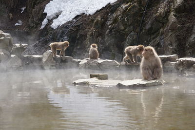 View of sheep in water