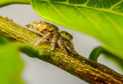 Close-up of insect on leaf