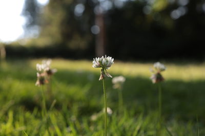 Close-up of white flowering plant on field