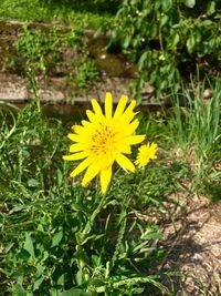 Close-up of yellow flowers blooming on field