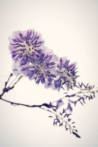 Close-up of flowers over white background