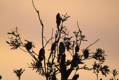 Low angle view of silhouette perching on tree against sky