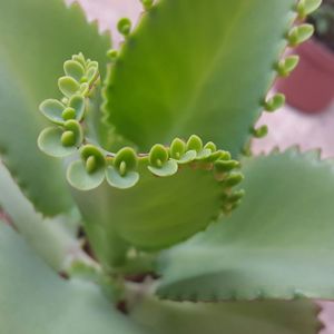 Close-up of cactus