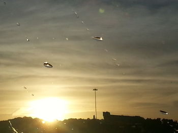 Bird flying in sky at sunset