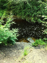 High angle view of lake amidst trees in forest