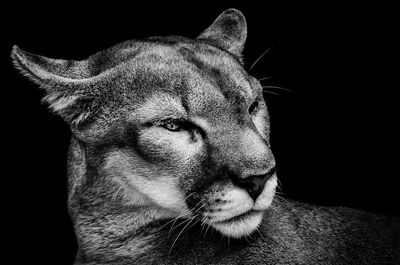 Close-up of mountain lion against black background