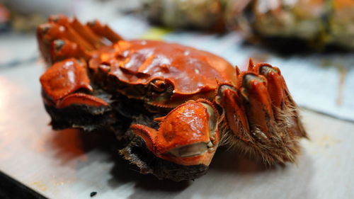 Close-up of crab in plate on table