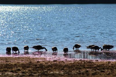 Group of birds in water