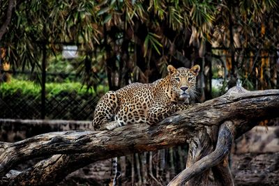 Wild eyes of leopard 