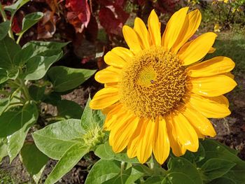 Close-up of yellow sunflower