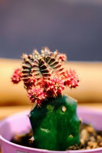 Close-up of succulent plant