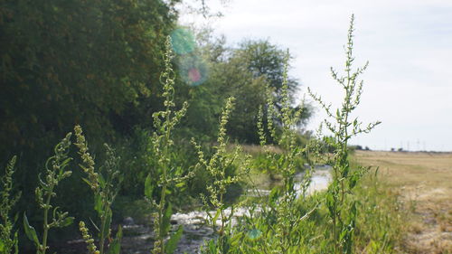 Plants growing in farm against sky