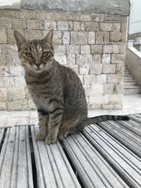 Portrait of cat sitting on wood