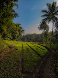 Scenic view of agricultural field against sky