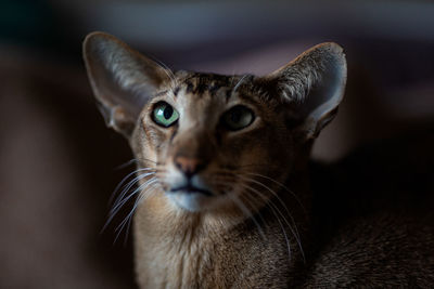 Portrait oriental cat fashion model sits poses front of camera patiently waiting for end photo shoot