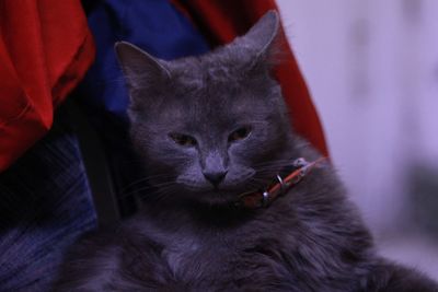Close-up portrait of cat