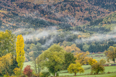 High angle view of trees in forest during autumn