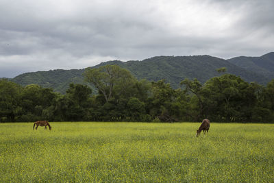 Horses in a field