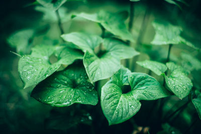 Close-up of water drops on plant