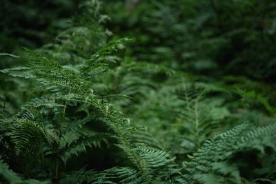 Close-up of fern leaves