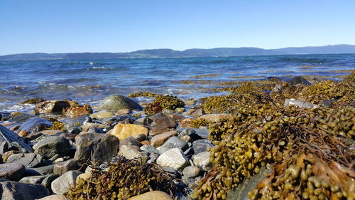 Scenic view of sea against clear sky