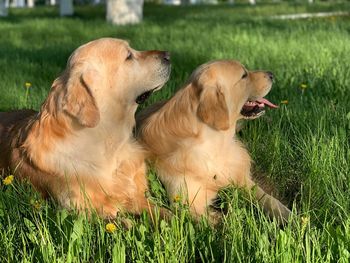 View of dogs on field