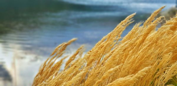 Close-up of yellow plants at beach