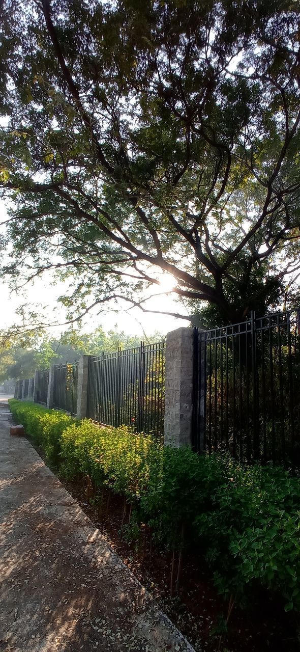 TREES AND PLANTS GROWING BY ROAD