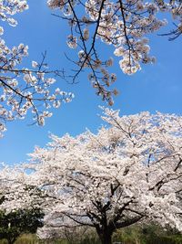 Low angle view of cherry blossoms