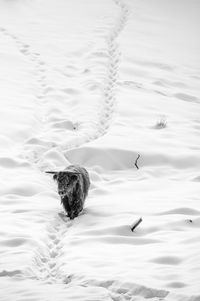 High angle view of cattle in snow