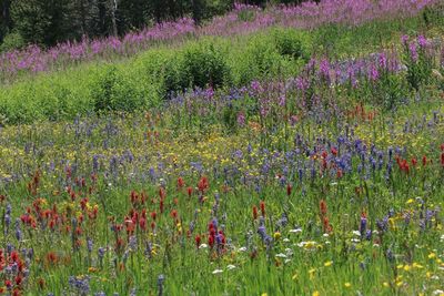 Purple poppy flowers blooming on field