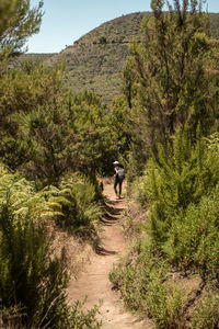 Rear view of person walking on road amidst trees