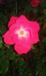 Close-up of pink flower blooming outdoors