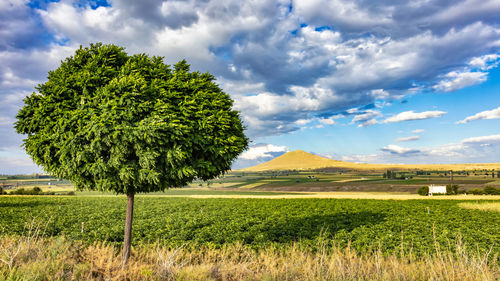 Scenic view of field against sky