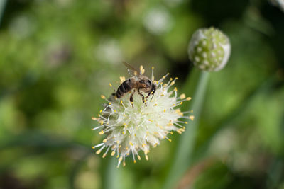 Close-up of bee on flower