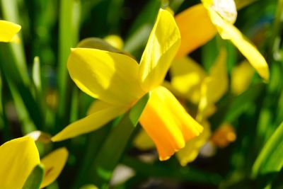 Close-up of yellow tulip