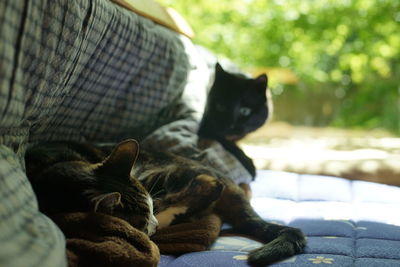 A black cat that can't help but want to play with a tabby cat