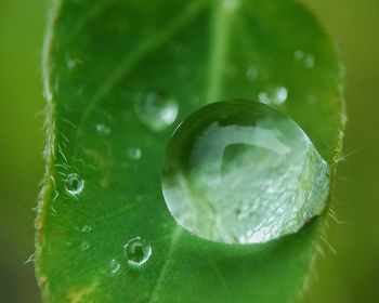 Close-up of water drops on fruit