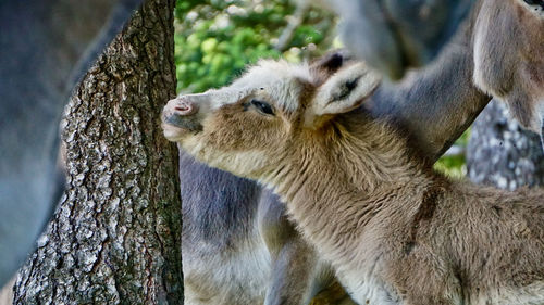 Close-up of young donkey on tree trunk