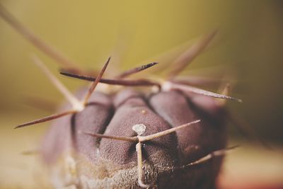 Close up of plant against blurred background