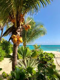 Palm tree by sea against sky