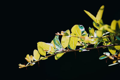 Close-up of plant against black background