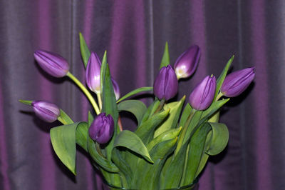 Close-up of purple flowering plant