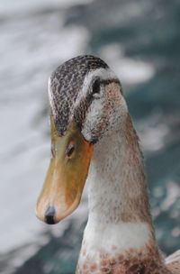 Close-up of duck