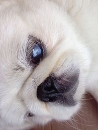 Close-up portrait of white dog