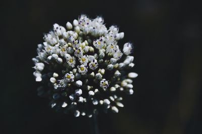 Close-up of white flowers against black background