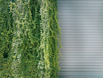 Green climbing plants covering half of collapsible steel door