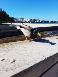 Birds on wall against clear blue sky