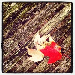 Close-up of red leaves