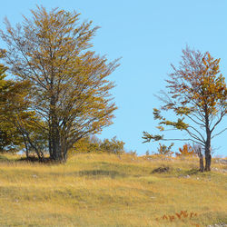 Trees on field against clear sky